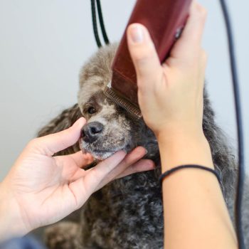 poodle-with-clippers