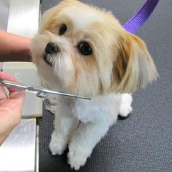 stock-photo-grooming